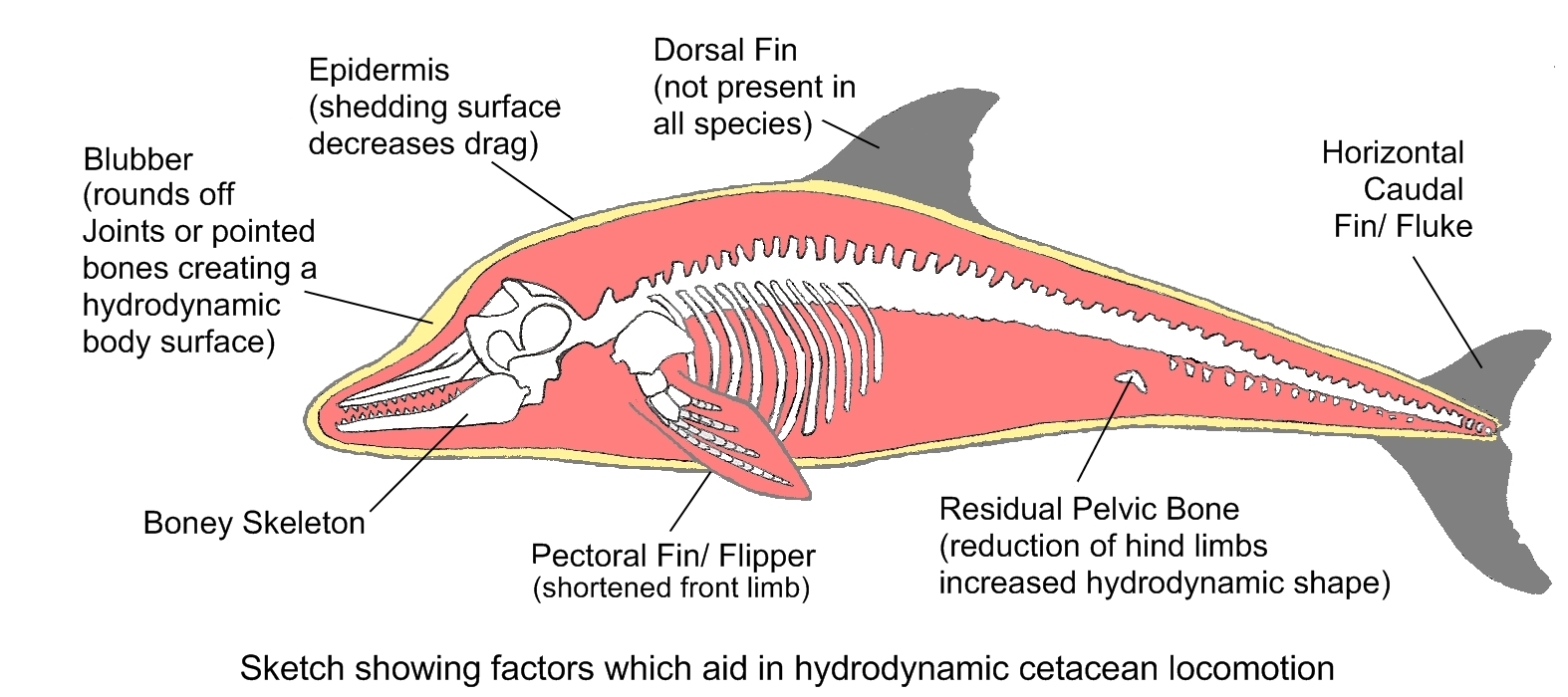 How do fish adapt to their environment? wehelpcheapessaydownload.web